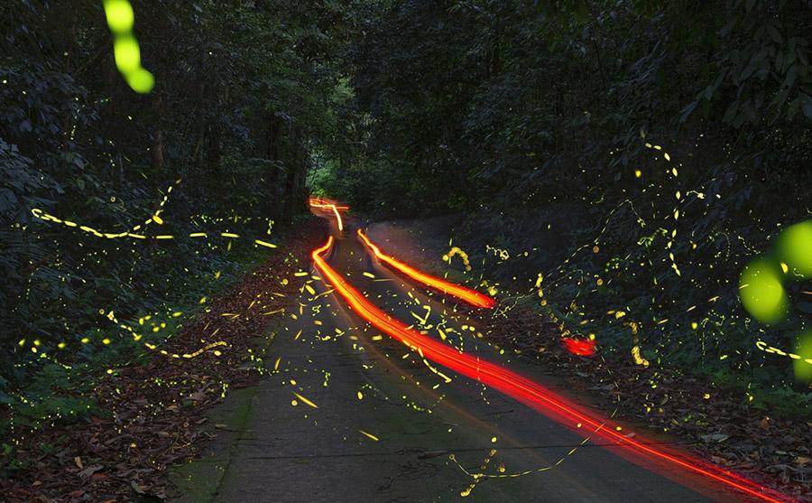 Cuc Phuong does not fall into silence—it awakens in its own magical way