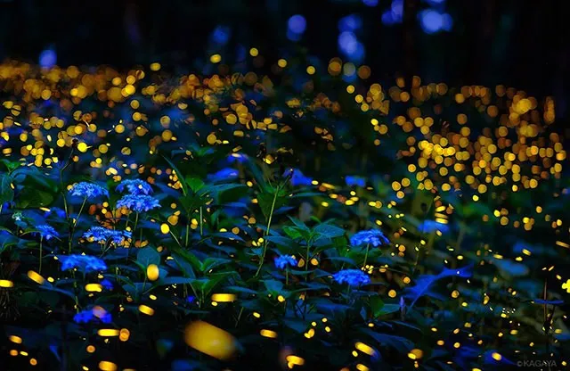 Cuc Phuong does not fall into silence—it awakens in its own magical way