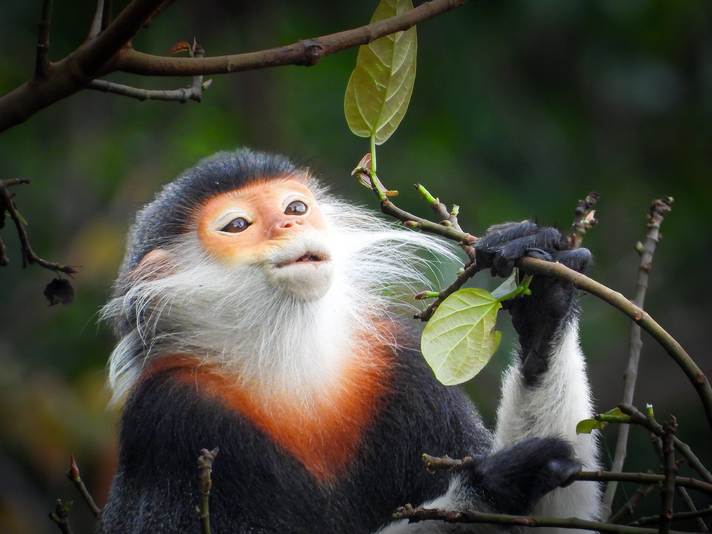 SON TRA PENINSULA: RED-SHANKED DOUC LANGUR WATCHING EXPERIENCE